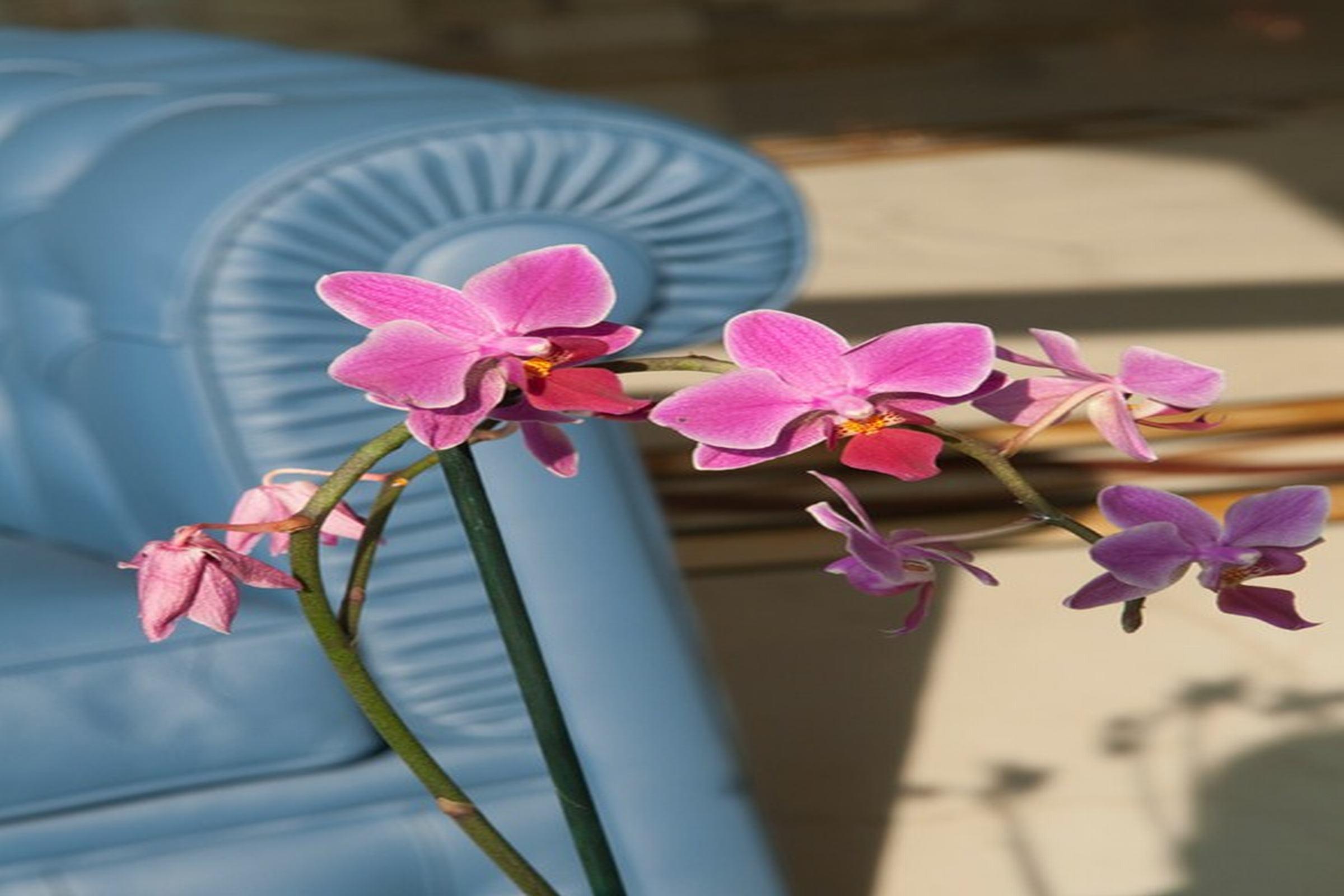 Grand Hotel Italia Клуж-Напока Экстерьер фото Phalaenopsis cultivar